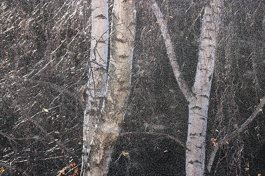 Winter birches and ice #3