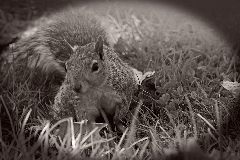 Gray Squirrel in Black & White