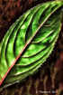 Details In Nature...