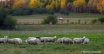 Sheep in Autumn