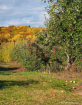 Orchard in Autumn