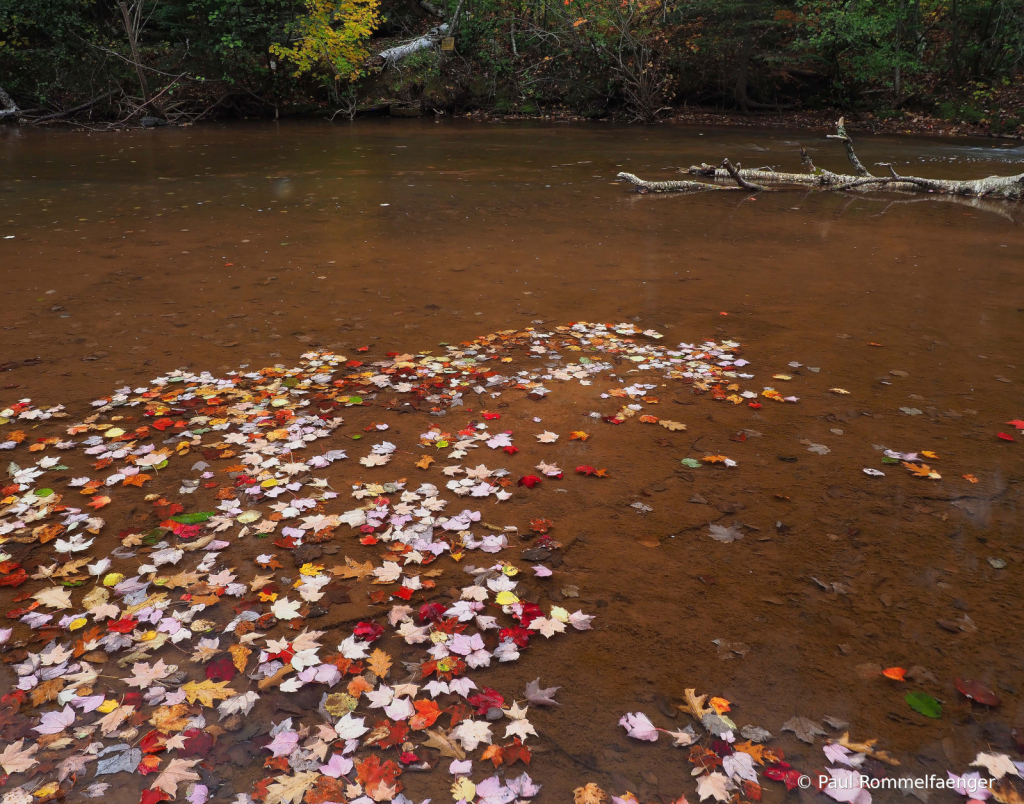 Leaves in the River