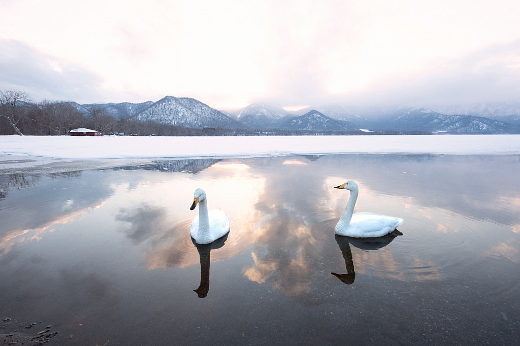 Two Whooper Swans