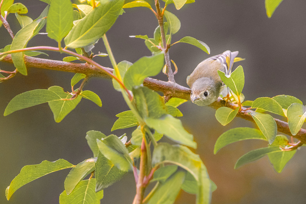 Ruby Crowned Kinglet Hears the Click
