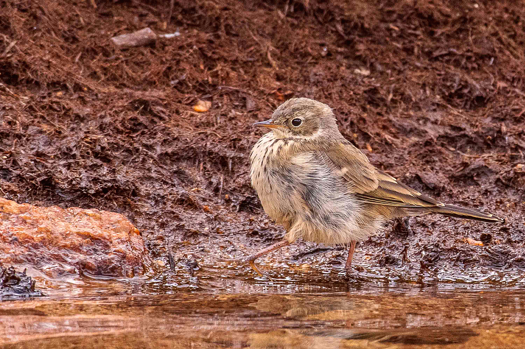 Water Pipet Strolling Around