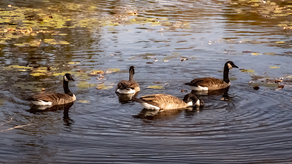 Autumn Swimmers