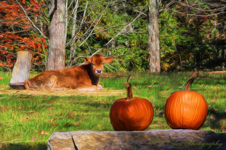 Little Cow and Pumpkins