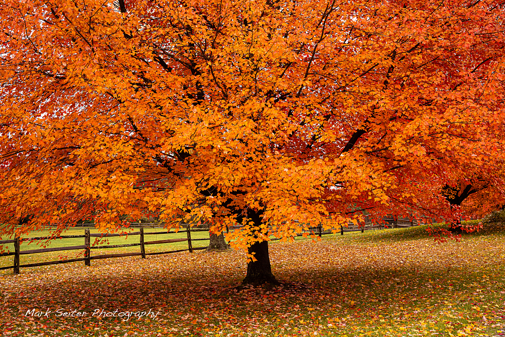 Fall in Upstate NY