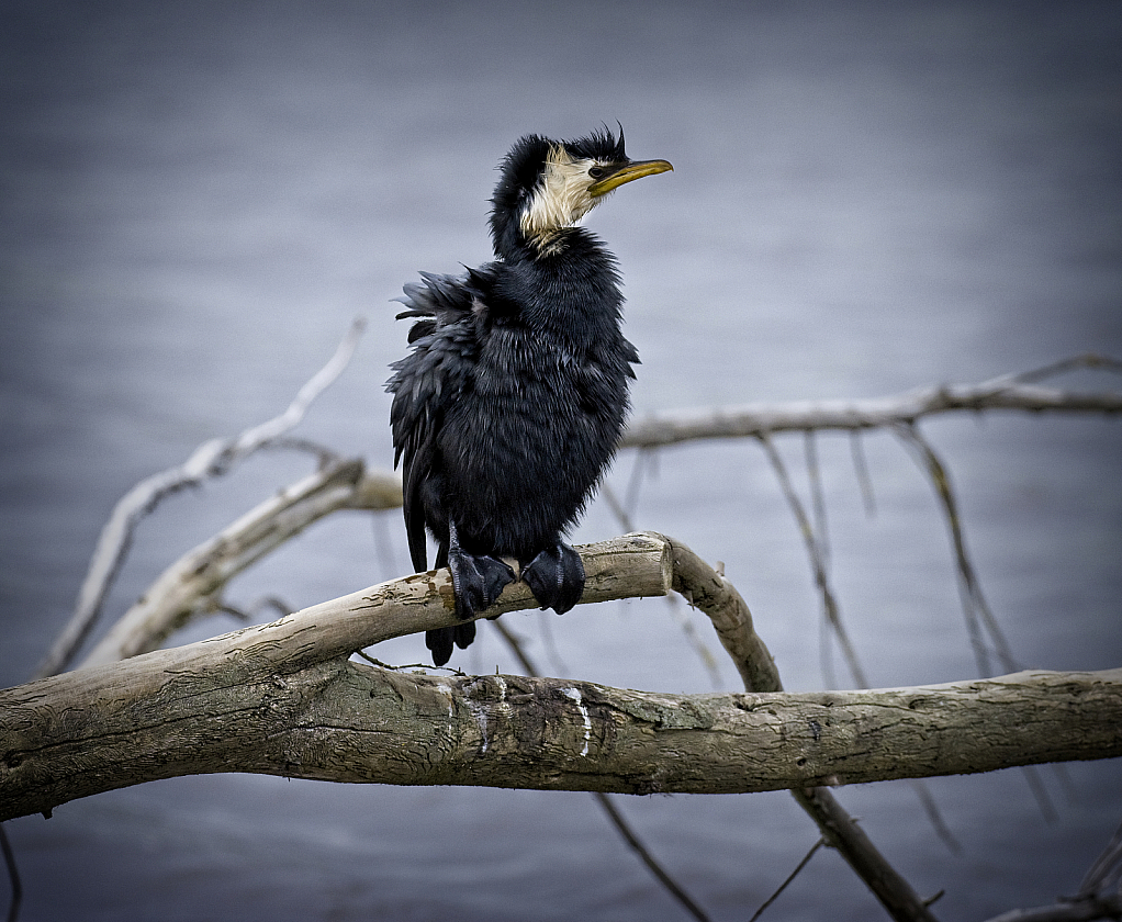 Shag at Travis Wetlands