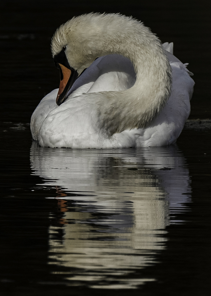Kensington Swan