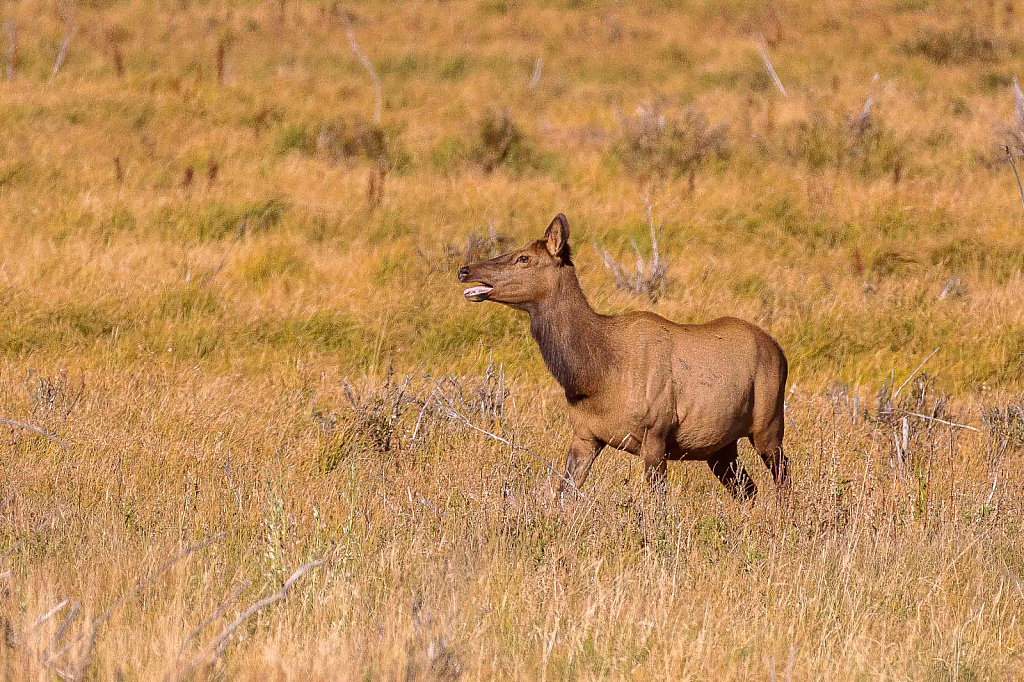 Young Elk in a Meadow