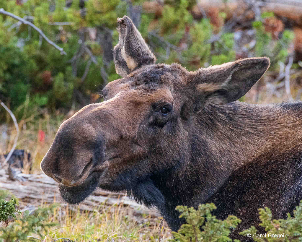 Smiling Moose - ID: 15861995 © Carol Gregoire