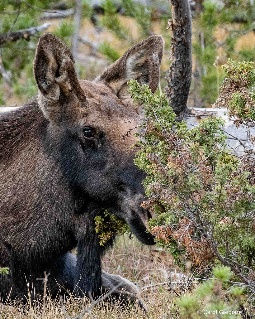 Peek-a-Boo - ID: 15861996 © Carol Gregoire