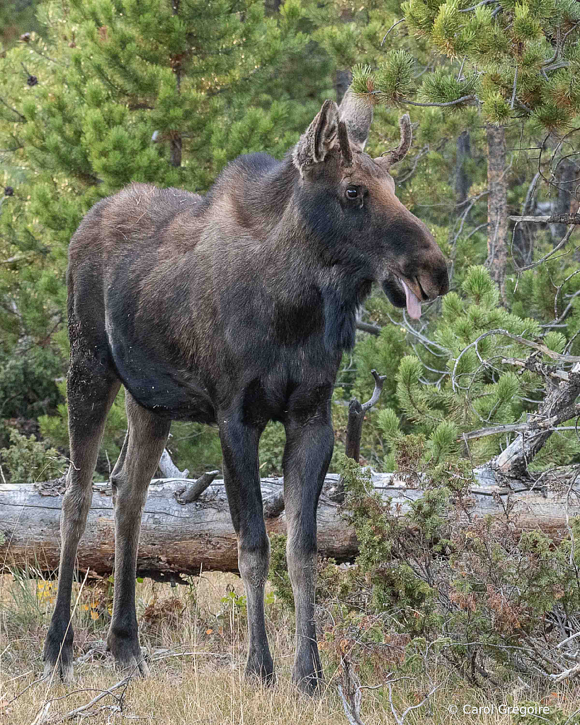 Moose Tongue - ID: 15861997 © Carol Gregoire