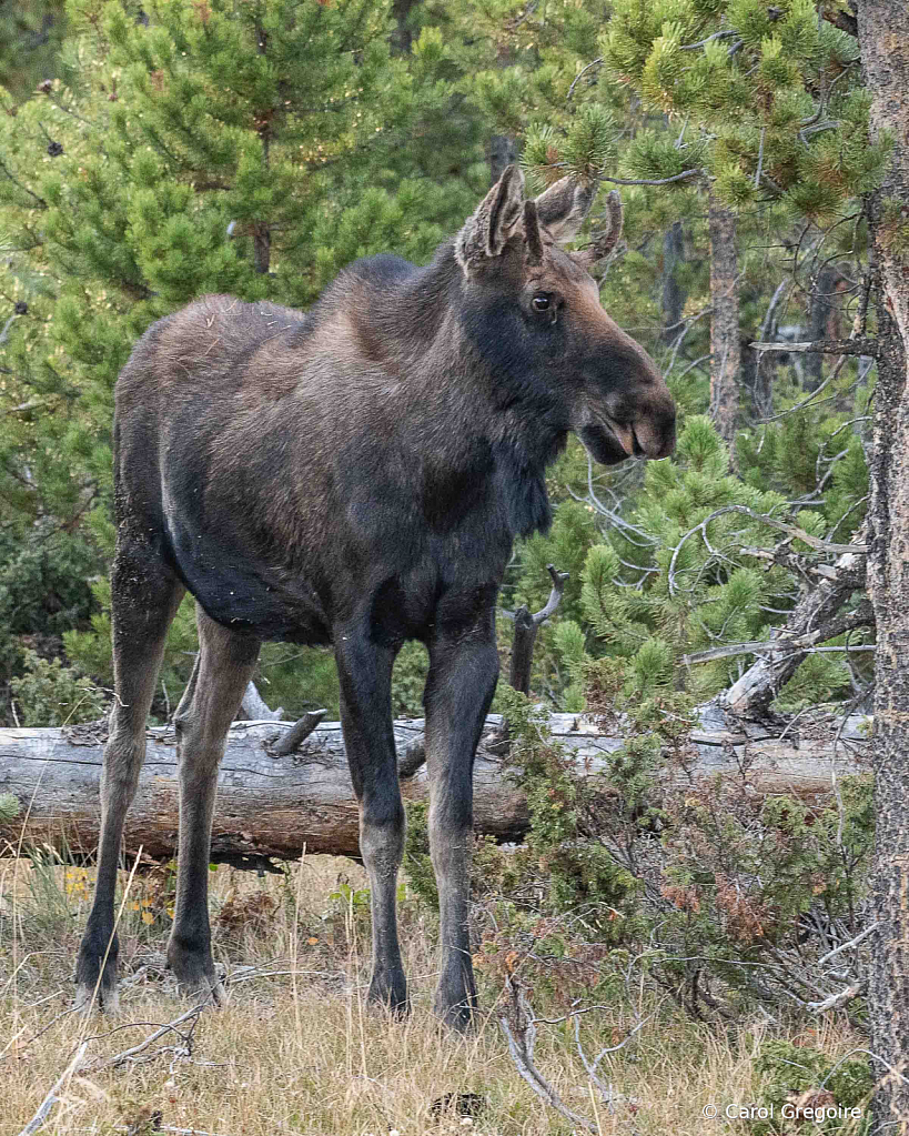 Spike the Moose - ID: 15861998 © Carol Gregoire