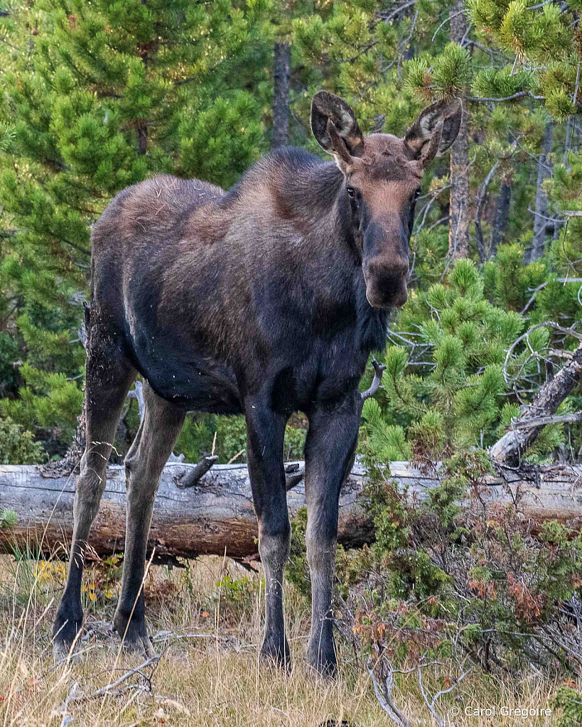 Young Mr. Moose - ID: 15861999 © Carol Gregoire