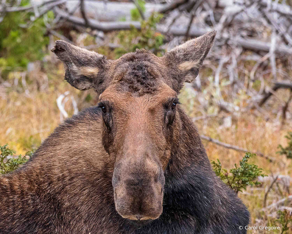 Mama Moose Stare Down - ID: 15862001 © Carol Gregoire