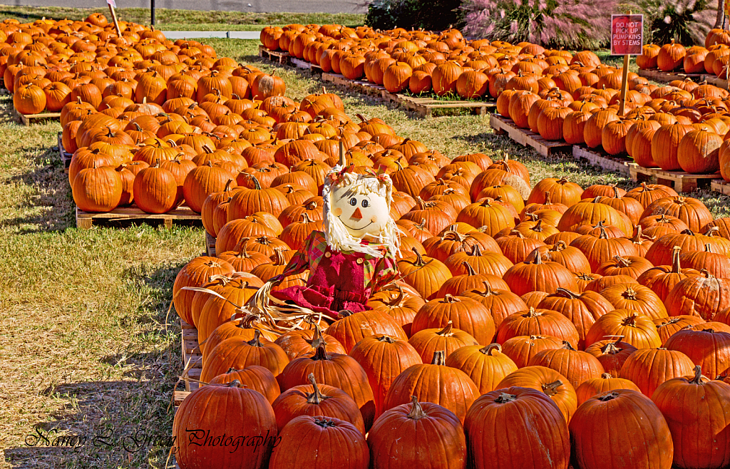 Pumpkins Galore