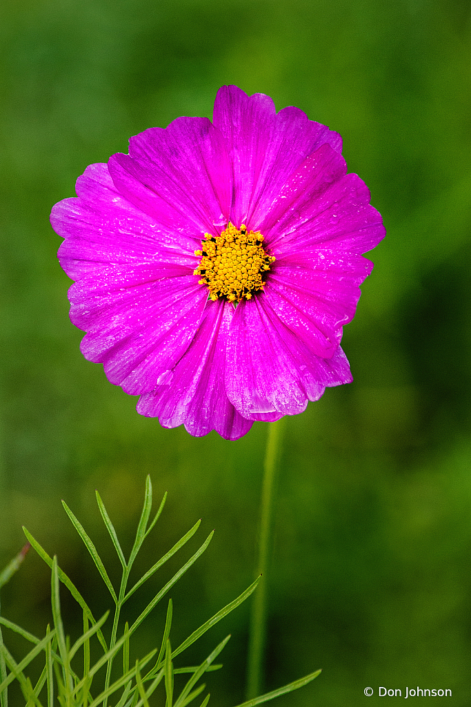 Purple Cosmos Flower 10-9-20 054