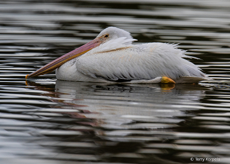 American White Pelican