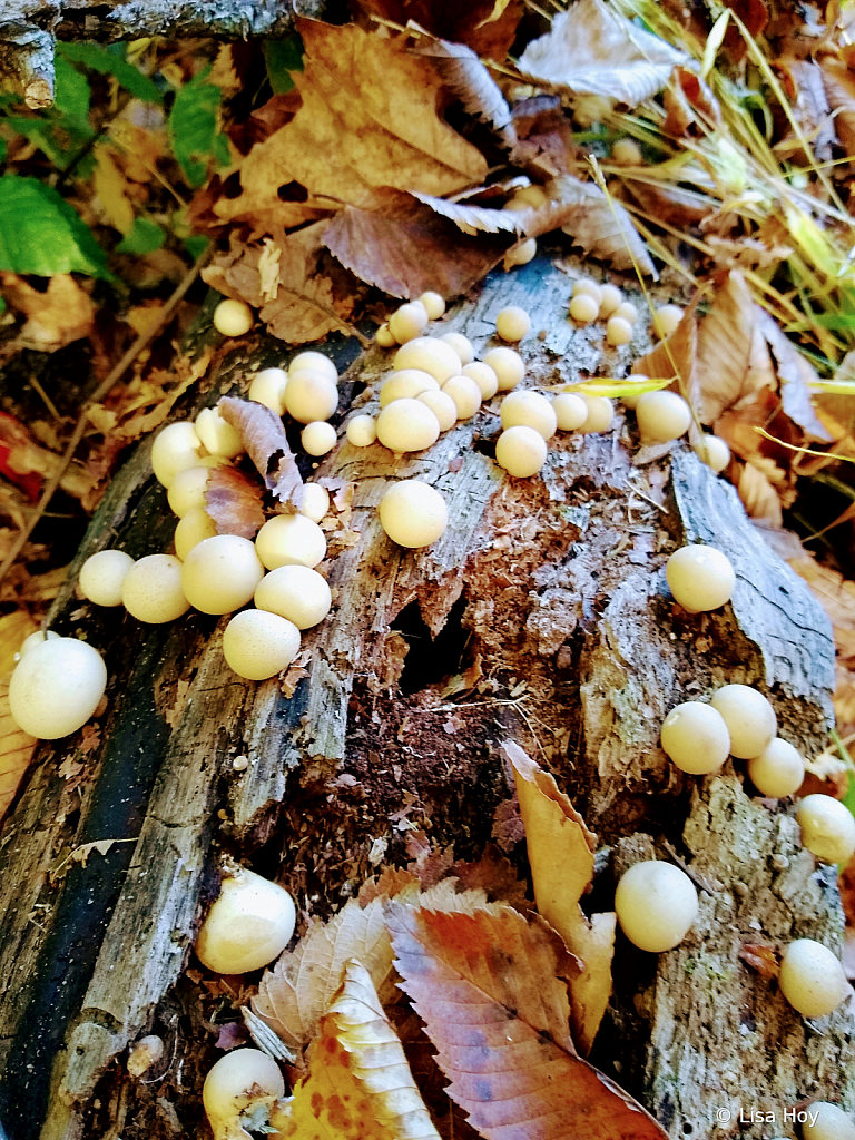 Puffball Mushrooms on a Log