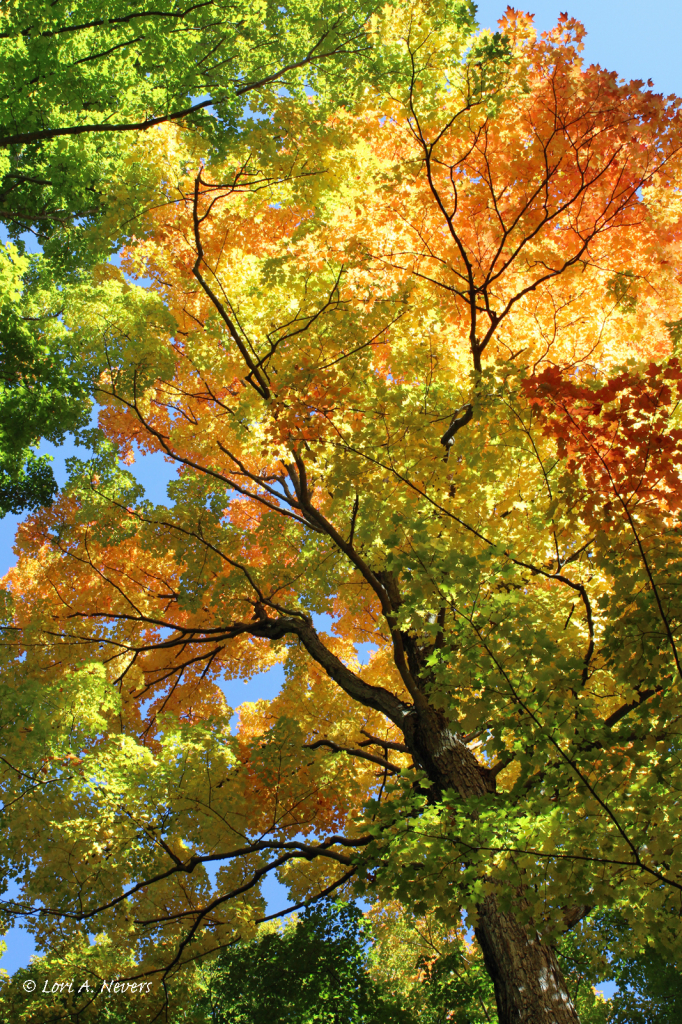 Fall Colors - ID: 15862273 © Lori A. Nevers