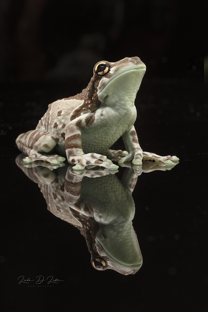 Amazon Milk Frog Portrait