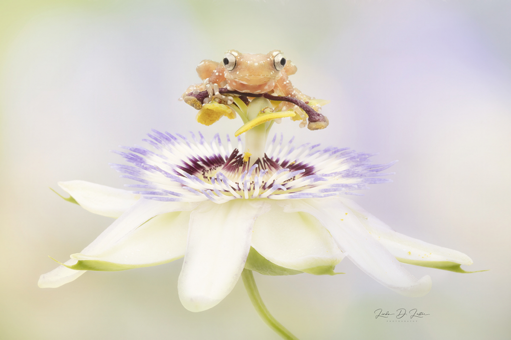 Cinnamon Tree Frog on a Passion Flower