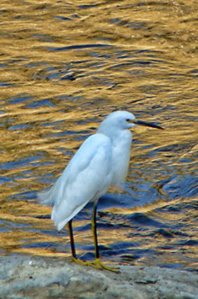 AT THE STREAM OF THE PARK