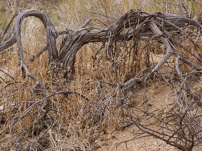 BONE DRY