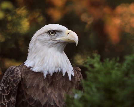 fall portrait