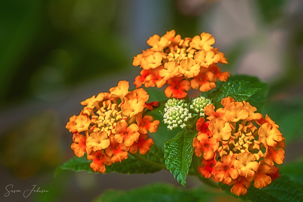 Lantana Trio