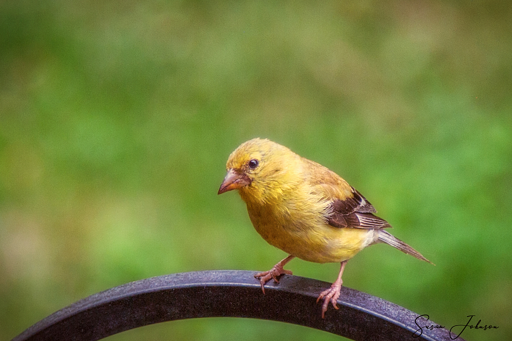 Summer Resident