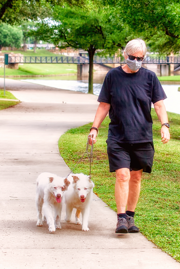 Masked Man Walks Dogs