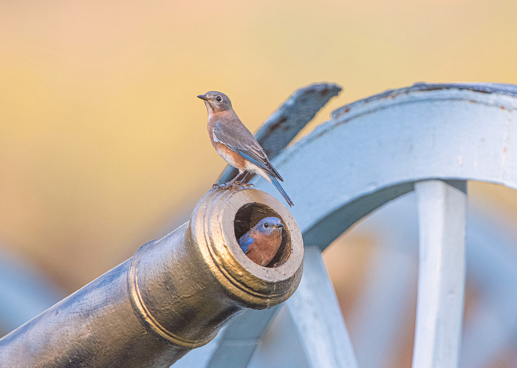 Can You See the Second Bluebird?