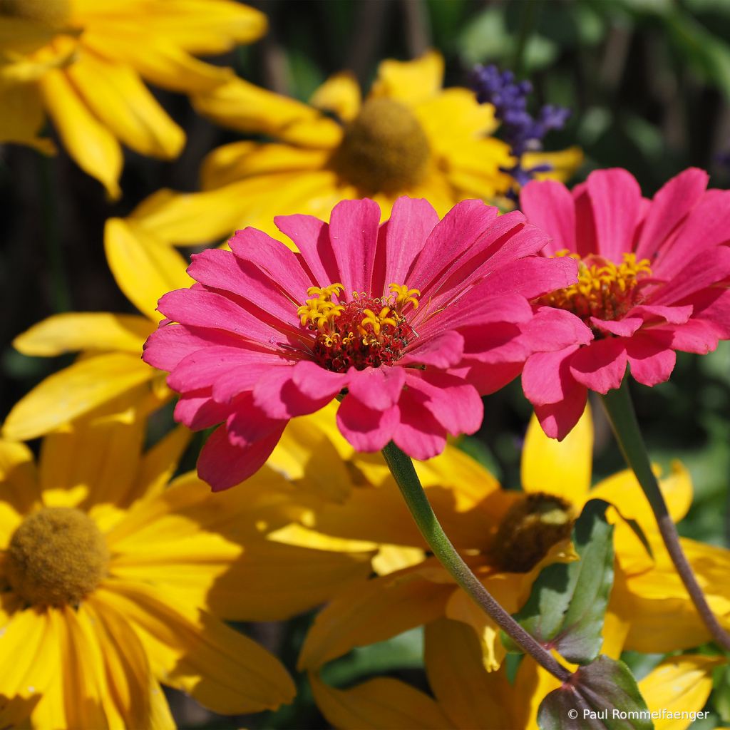 Zinnias and Blackeyed Susans