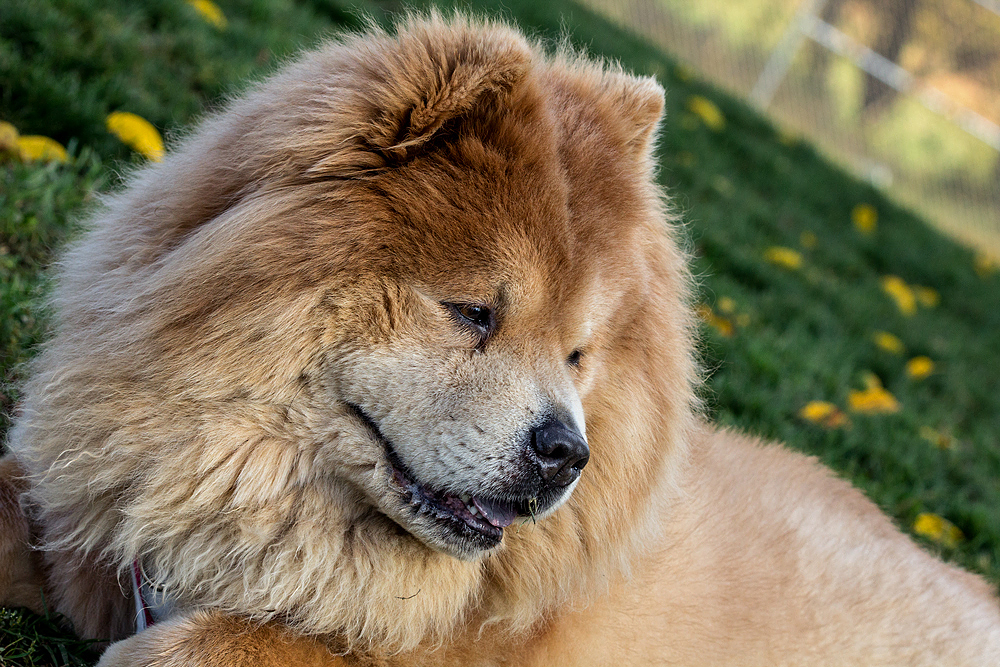 Chow-Chow 2