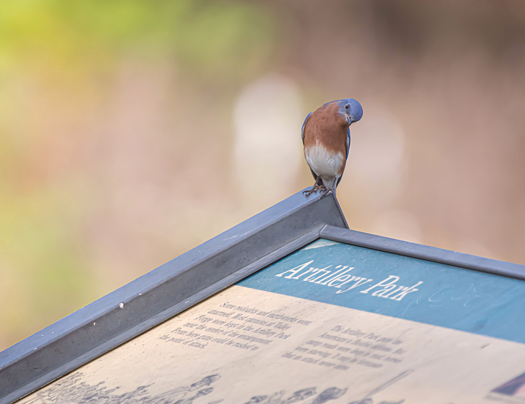 Bluebird Looking at the Sign