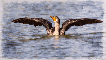 Artistic Double-crested Cormorant