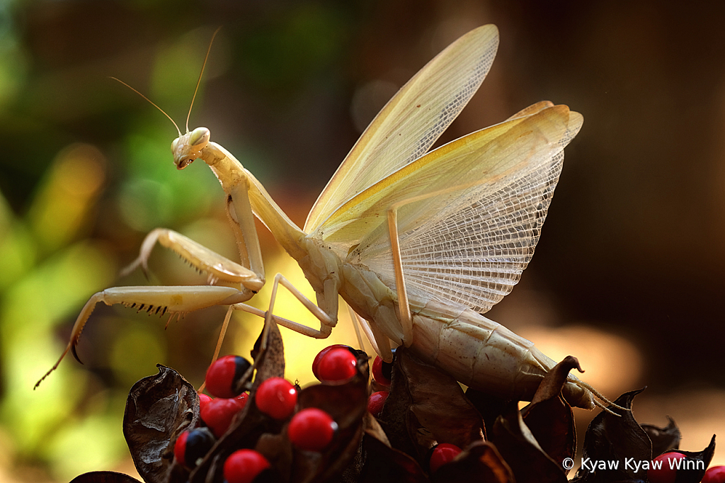 Beauty of Wild - ID: 15862733 © Kyaw Kyaw Winn