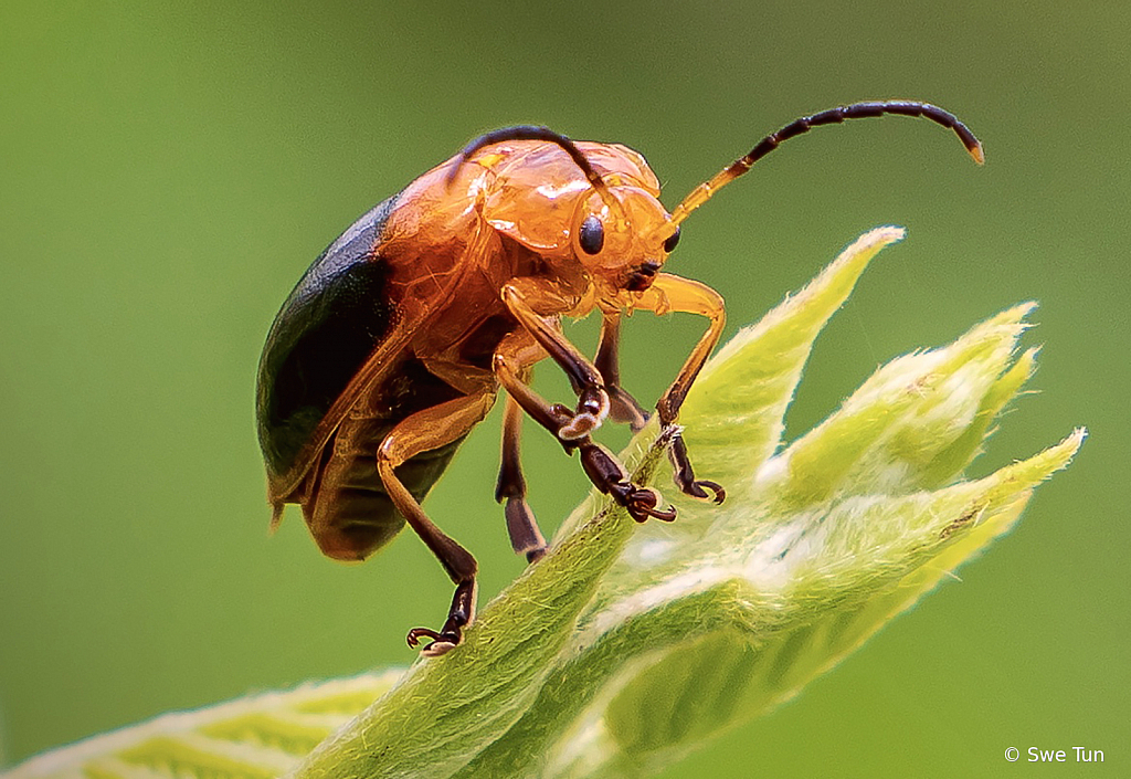 Macro