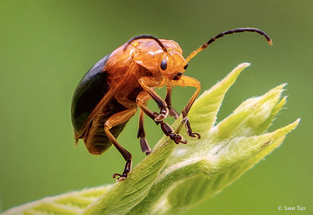 Macro