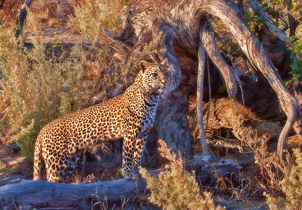 Leopard in the Bush