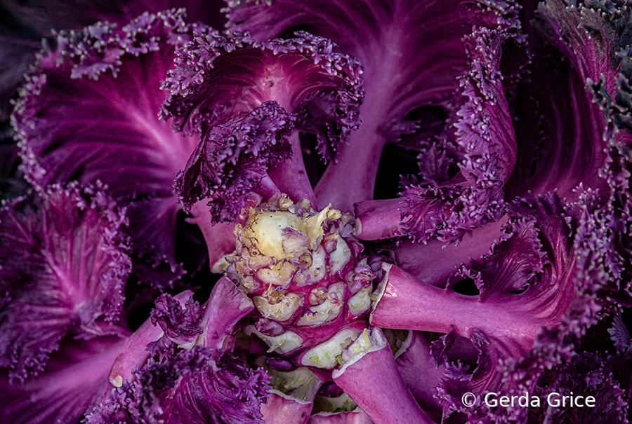 Centre of Ornamental Cabbage