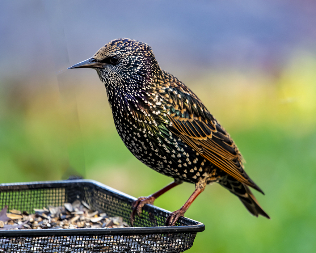 Starling