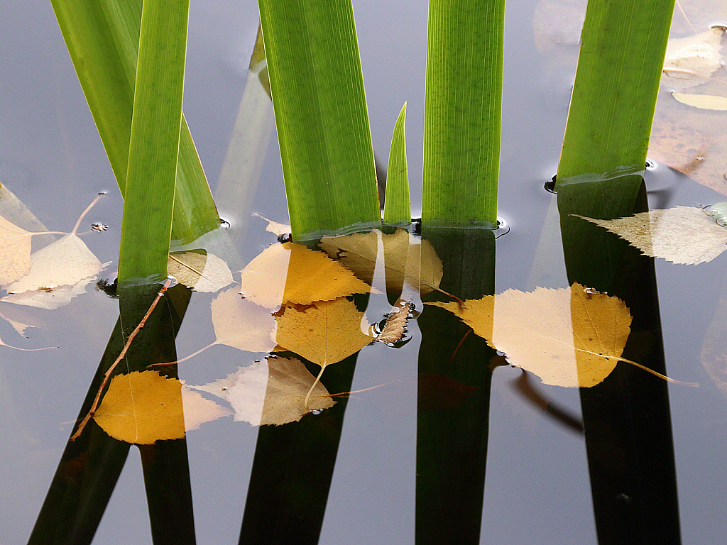 Leaves in the water