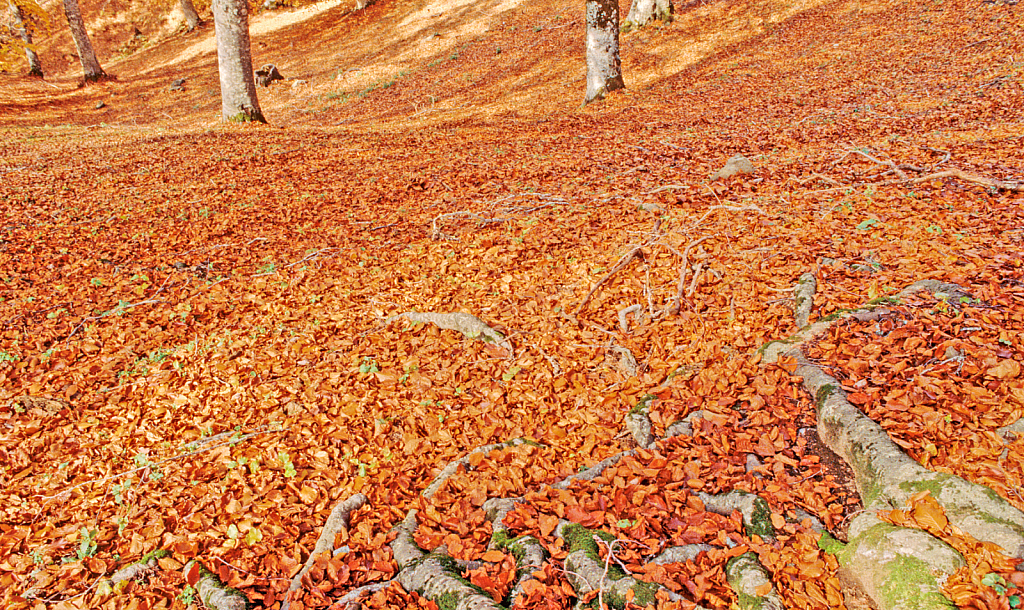 Autumnal Carpet in the Beech Forest.