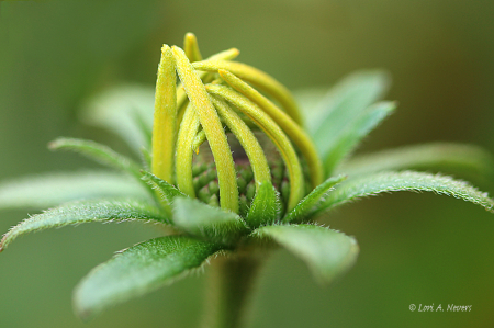 Black Eyed Susan Bud 3