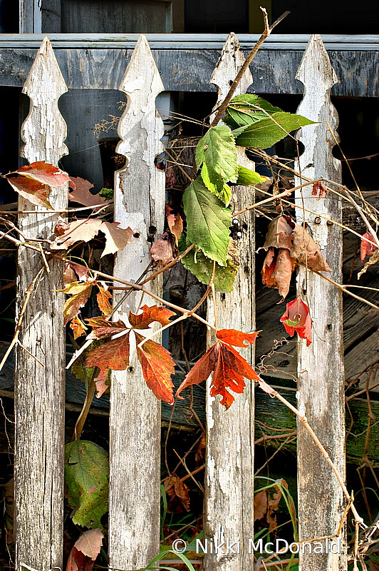 Old Fence in Autumn