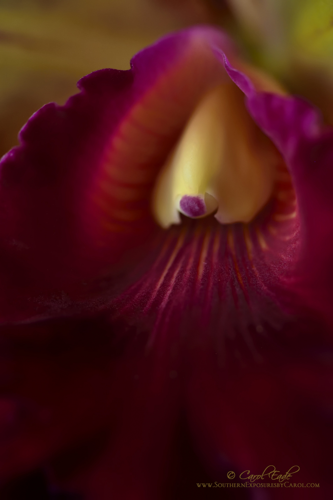 Orchid Essence - ID: 15862917 © Carol Eade